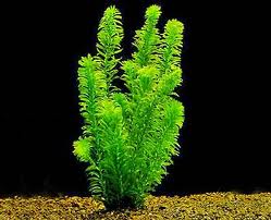 راهنمای نگهداری و پرورش گیاهان آکواریومی - دم گربه ای